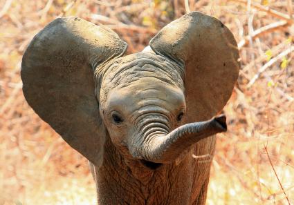 Elefant in Sambia_9_4.jpg